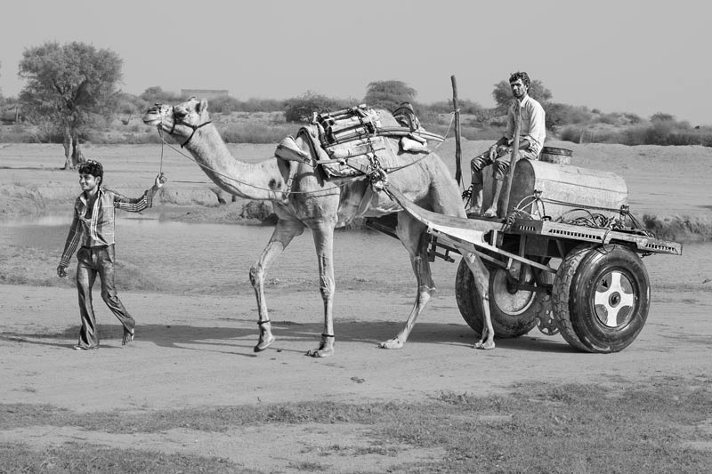 Hauling 'kuin' water in bulk on a camel cart for home use - village Binjharwali, Bikaner district, Rajasthan